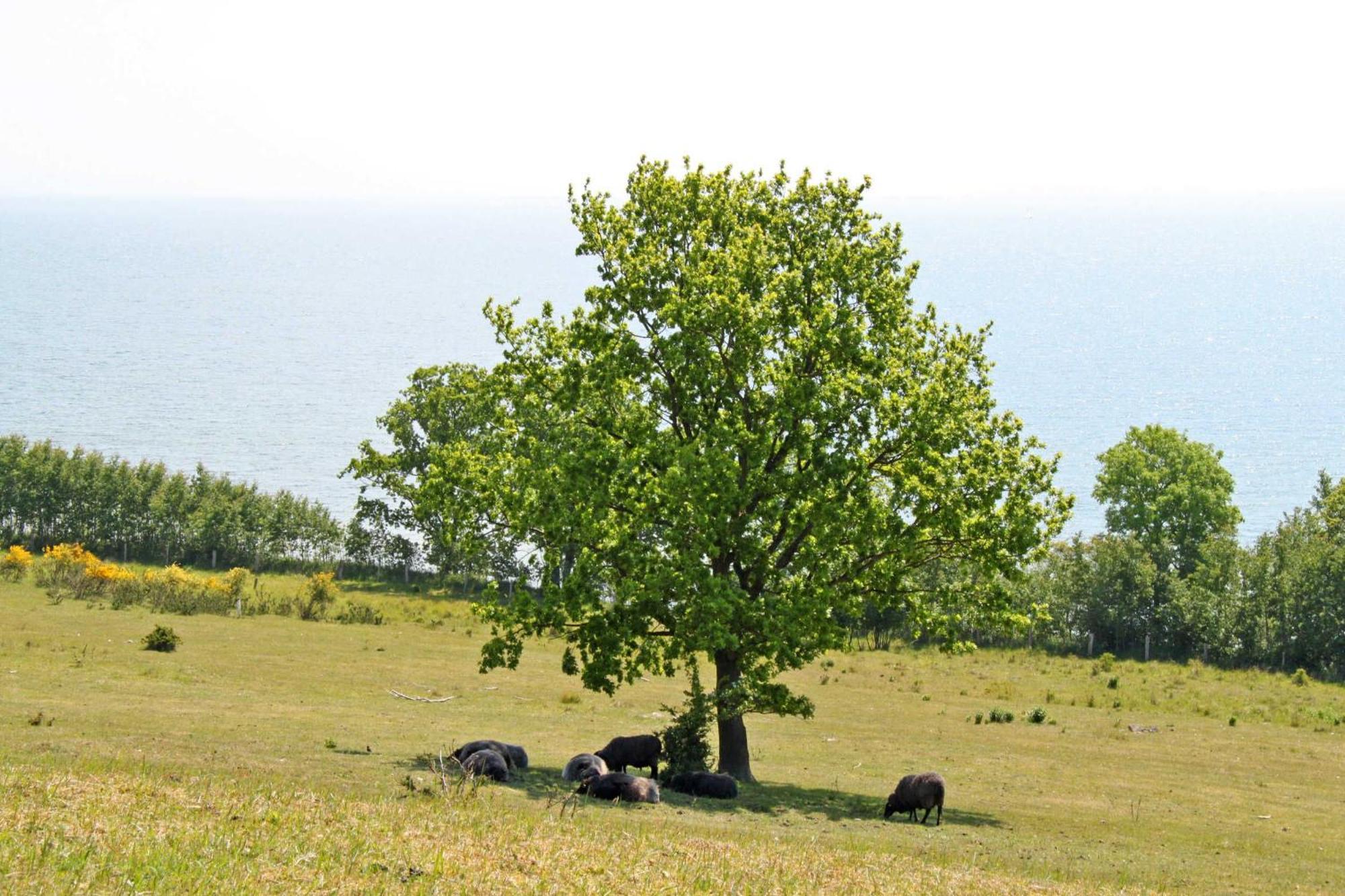 Ferienwohnungen In Goehren 외부 사진